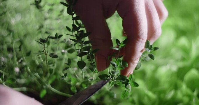 Thyme is cutted with scissors right from the seedbed where it was grown, vertical farming herbs and greens, family business, 4k 60p Prores