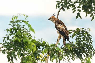 Bird of Sri Lanka. Jerdon's Baza  (Aviceda subcristata) perched on a branch.Safari tour in Yala National Park. Sri Lanka. - obrazy, fototapety, plakaty