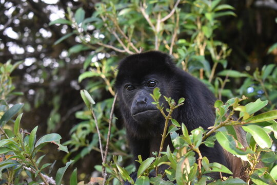 Mono Congo, monteverde Costa Rica.
Monkey Congo, monteverde Costa Rica.