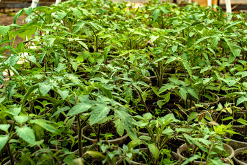 Home seedlings of tomatoes. Young shoots of plants in a greenhouse. Vegetable sprouts for planting in the garden. Domestic method of growing food