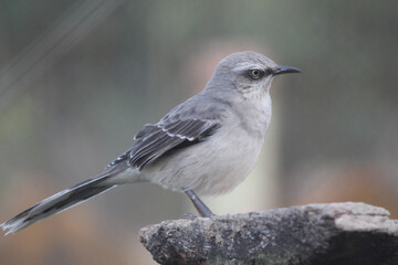 Pájaro