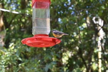 Pecho Amarillo Costa Rica. Yellow Chest Costa Rica © Rojo