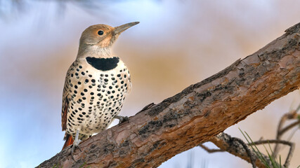 Flicker in Nevada, USA