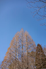 EOSRP.広島三段峡、空とトンガった木。