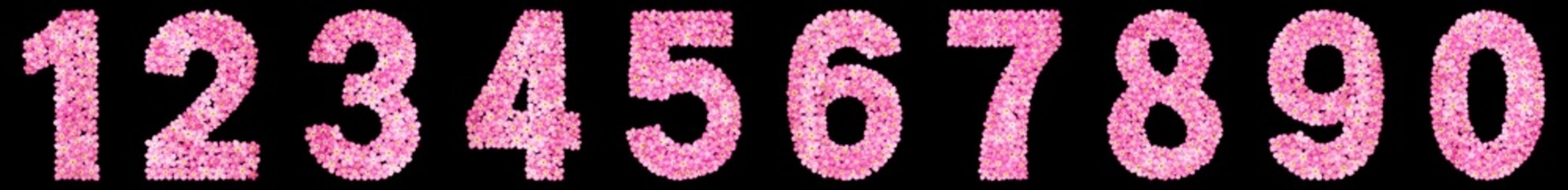Set of arabic numbers, natural pink flowers of forget-me-not, isolated on black background