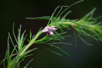 Hemiptera wax Cicadellidae insects on wild plants, North China