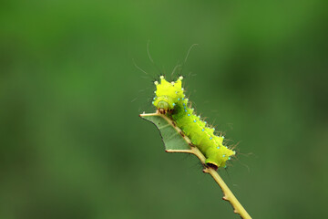 Lepidoptera larvae in the wild, North China