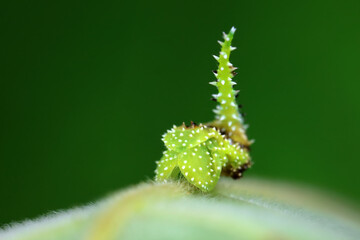 Lepidoptera larvae in the wild, North China