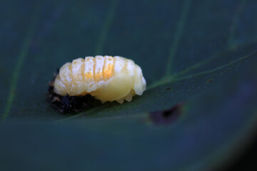 Ladybugs on wild plants, North China