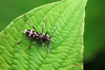 Longicorn on wild plants, North China