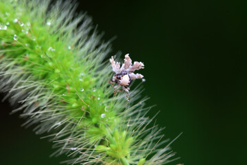 Hemiptera wax Cicadellidae insects on wild plants, North China