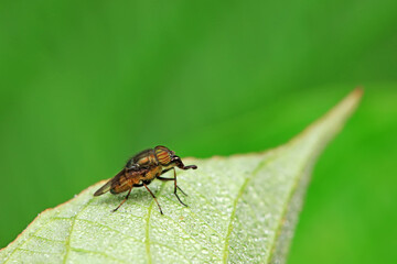 Flies on wild plants, North China