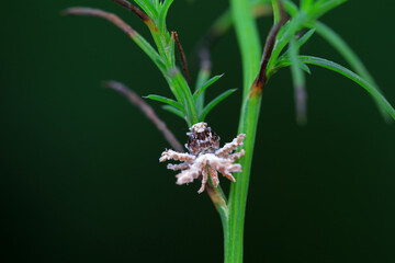 Hemiptera wax Cicadellidae insects on wild plants, North China