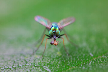 Gadfly on wild plants, North China