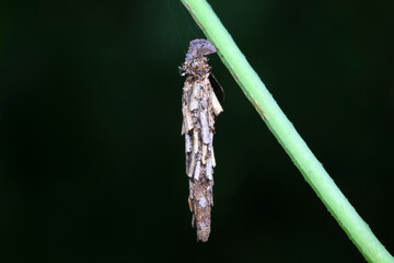 Lepidoptera larvae in the wild, North China