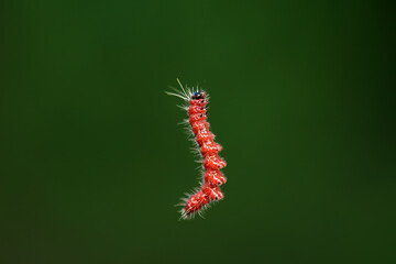 Lepidoptera larvae in the wild, North China