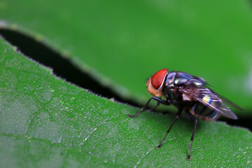 Flies on wild plants, North China