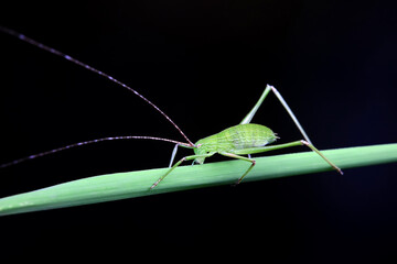 Katydid nymphs in the wild, North China