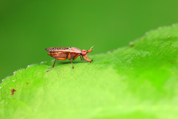 Flies on wild plants, North China