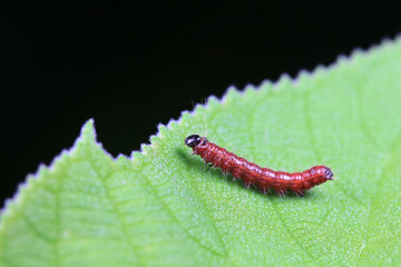 Lepidoptera larvae in the wild, North China