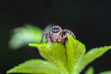 Spiders in the wild, North China