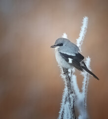 Loggerhead Shrike in Nevada, USA