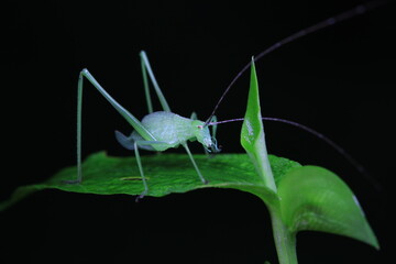 Katydid nymphs in the wild, North China