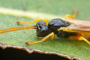 Bee insects in the wild, North China