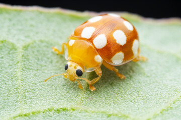 Ladybugs on wild plants, North China