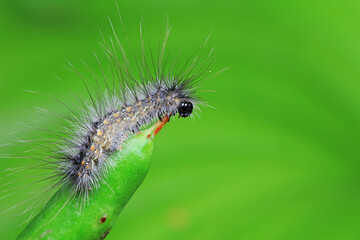 Lepidoptera larvae in the wild, North China