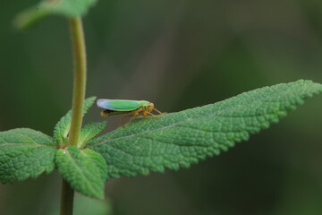 Leaf cicada on wild plants, North China