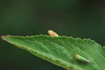 Leaf cicada on wild plants, North China