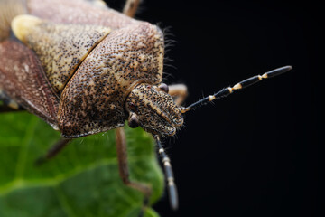 Stink bugs inhabit leaves in the wild, North China