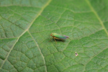 Leaf cicada on wild plants, North China
