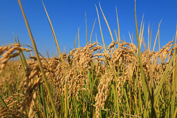 Mature rice ears are on a farm in North China