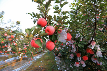Ripe red Fuji apples on branches, North China