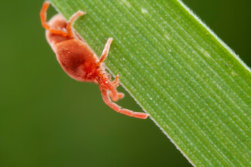 Red mites on wild plants, North China
