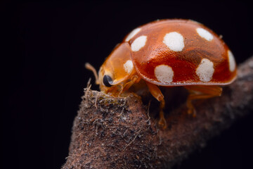 Ladybugs on wild plants, North China
