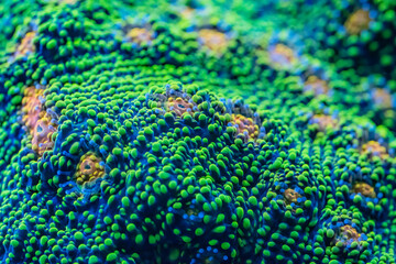 Obraz premium Macro picture of a bubblegum chalice coral 