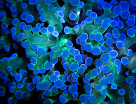 Macro Photo of a frogspawn euphyllia coral 
