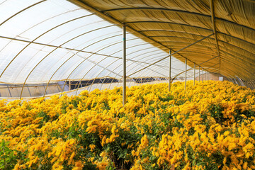 Blooming chrysanthemums are in the greenhouse, North China