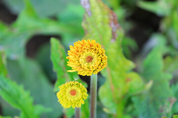 Beautiful gerberas are in the greenhouse, North China