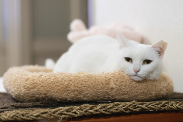 Fototapeta na wymiar cute white rescued cat