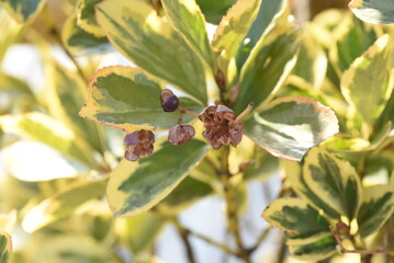 Variegated Japanese spindle tree hedges, leaves and seeds. Celastraceae evergreen tree. 