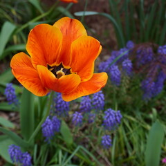 Fototapeta premium orange tulip