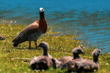goose with babies geese 
