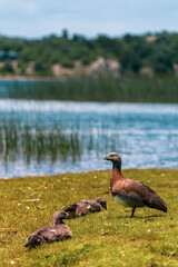 duck with its babies