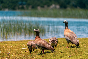 Obraz na płótnie Canvas country goose by the lake
