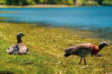 goose in the field