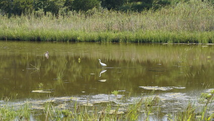 bird in the lake